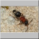 Smicromyrme rufipes - Rotbeinige Spinnenameise w11a 5mm.jpg